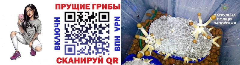 Псилоцибиновые грибы MAGIC MUSHROOMS  Купить где  Бирюсинск 